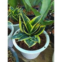 ราคา ลิ้นมังกรแคระ sansevieria black star (5835190788)