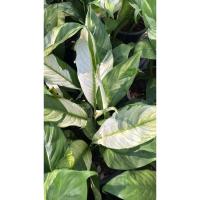 ราคา เดหลีใบด่างขาว (Peach Lily Variegated) ซึ่งเป็นพืชไม้ประดับที่ได้รับความนิยมอย่างสูง กระถาง6-8นิ้ว (55904465968)