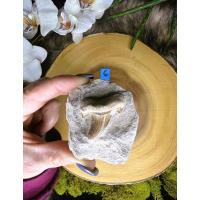 ราคา 1 PC Shark Tooth ~ Symbol of Protection and Strength ~ Shark Tooth Fossil in Rock ~ Collector Fossil ~ Shark Teeth (24458372164)