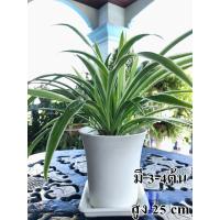 ราคา ต้นว่านเศรษฐีเรือนนอก (Spider Plant / Airplane Plant) พร้อมกระถางขาว+จานรอง (13666845841)
