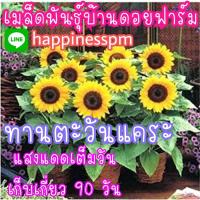 ราคา (เมล็ดดอกไม้)50เมล็ด ทานตะวันแคระ ซันไบร์ทคิดส์ 50เมล็ด/เมล็ดดอก พันธุ์ดอกไม้ เมล็ดพันธุ์ต้นไม้ ดอกทานตะวันเมล็ดพันธุ์ เ (15868058147)