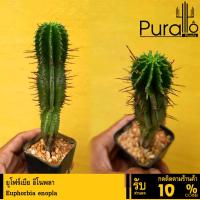 ราคา ต้นยูโฟร์เบีย อีโนพลา Euphorbia enopla #Euphorbia #ยูโฟร์เบีย (9119096624)