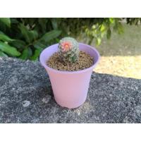 ราคา mammillaria schiedeana ขนนกเหลือง ดอกสีโอรส (3250562848)