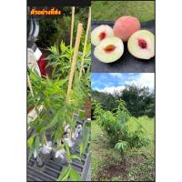 ราคา ต้นลูกท้อ พันธุ์ไทย พันธุ์ เชียงใหม่ 01 peach tree peach พีช ต้นพีช / tusip (40362194067)