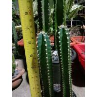 ราคา กระบองเพชร แคคตัสคอนโดนางฟ้า  (Cereus peruvianus / Fairytale castle) (6667922462)