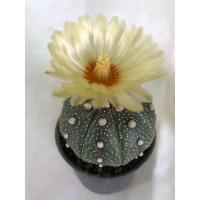 ราคา แคคตัส แอสโตรไฟตัม แอสทีเรียส Astrophytum Asterias (16793080455)