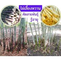 ราคา ไผ่เลี้ยงหวาน รู้อายุ ไผ่เลี้ยงหวานคัดสายพันธุ์พิเศษ ไผ่กอนหน่อ ไผ่ประดับ ไผ่มงคล (14285944487)