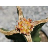 ราคา โมโมทาโร่ ไม้กราฟ 1 ต้น # Momotaro Gymno Cactus แคคตัส กระบองเพชร ไม้อวบน้ำ ไม้กราฟ ราคาถูก​ ยิมโนด่าง ไม้ด่าง ยิมโน ดี (9657294478)