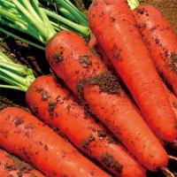 ราคา 1000เมล็ด เมล็ดพันธุ์ แครอท Red Carrot Seed Vegetable Seeds แครอทสด แครอทสวย เมล็ดพันธุ์ผัก เมล็ดบอนสี เมล็ดพันธุ์ Plant (55302117577)