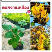ราคา ต้นดอกจาน ต้นทองกวาวดอกสีเหลือง ต้นไม้มงคลดอกสวย ต้นกล้าเเข็งเเรงพร้อมปลูก สินค้าเสียหายยินดีเคลมฟรี (22548477632)