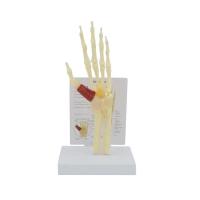 ราคา Human hand bone model Hand joint attached ligament model Finger bone model Hand palm bone model (48202928106)