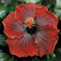 ราคา 25 เมล็ด ดอกชบา ฮาวาย Hibiscus Seeds สายพันธุ์ Black Dream Cajun Hibiscus (55259473429)