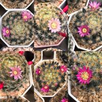 ราคา ขนนกเหลืองดอกชมพู Mammillaria Schiedeana (19332758948)