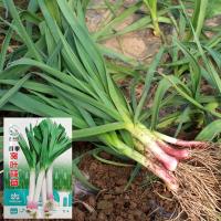 ราคา สีม่วงสีขาวรากกว้างใบกระเทียมต้นกล้าเมล็ด Pesto Hard Leaf Leek ยาวสีขาวแถบขนาดใหญ่หัวหอมขนาดเล็กทนความร้อนเย็นทนเมล็ดผัก (53358116845)