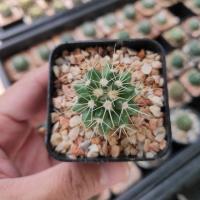 ราคา กระบองเพชร แคคตัส (Cactus) ถังทอง (Echinocactus grusonii Hildm) (7238244145)