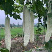ราคา เมล็ดมะระขาว เมล็ดพันธุ์มะระจีนขาว White Bitter Gourd Seeds 10เมล็ด/แพ็ค ของแท้ 100% ปลูกง่าย อัตรางอกสูง ผลผลิตสูง (50302131905)