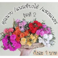 ราคา 10 กิ่ง คุณนายตื่นสาย แพรเซี่ยงไฮ้ คุณนายแหวนเพชร (3650250017)