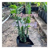 ราคา ต้นบันไดเศรษฐี บันไดเงิน หรือว่านตีนตะขาบ ไม้มงคล ไม้ฟอกอากาศ ดูดสารพิษ (40110003513)
