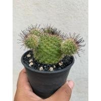 ราคา แมมมิลบาเรีย หนามตะขอดำ ดอกสีเหลือง (Mammillaria Beneckei) (15298737673)