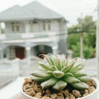 ราคา Echeveria กุหลาบหิน (17120991)