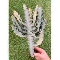 ราคา พร้อมส่งแคคตัสยูโฟเบียแลคเทียด่างขาว ขนาดใหญ่ ทรงสวย Euphorbia lactea variegata (16399328738)