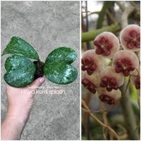 ราคา Hoya kerrii splash โฮยาหัวใจ โฮยาสแปลช หัวใจสแปลช ดอกสวยสีชมพูหวาน จัดส่งในกระถาง 1 นิ้ว (25585099818)