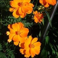 ราคา 100 เมล็ด ดอกดาวกระจายเซนเซชั่น ดอกคอสมอส ดาวกระจาย Cosmos Flower Seeds สายพันธุ์ orange cosmos (40022700795)
