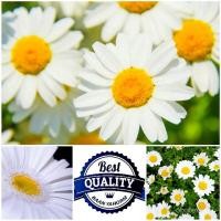 ราคา （เมล็ด）ทานตะวัน เบญจมาศ แคระ Dwarf Chrysenthemum Seeds ทานตะวันไม้ คุณภาพ 100 เมล็ด ไ/งอก ปลูก/งอก ทานตะวัน (22034913038)