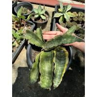 ราคา ลิ้นมังกร Sansevieria dragon jade (24535588675)