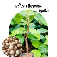 ราคา ต้นละไม เสียบยอด ติดผลไว (57656750172)