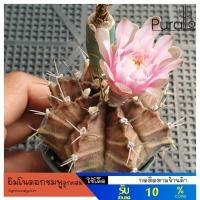 ราคา ต้นกระบองเพชร ยิมโนดอกชมพูลูกผสม สีดำชมพู ไม้เพาะเมล็ด #Gymnocalycium #ยิมโนด่าง #กระบองเพชร (5519191077)