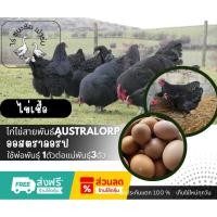 ราคา ไข่เชื้อไก่ออสตราลอป Australorp ราชินีไข่ดก ไก่ไข่ดกที่สุดในโลก 1 ฟอง (47656094094)