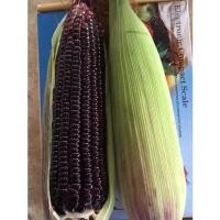 ราคา ข้าวโพดหวานม่วง ทับทิมสยาม ข้าวโพดนมสดม่วง ข้าวโพดอัญชัน เมล็ดพันธุ์ ทานดิบได้ ทานสด [10 เเถม 1 คละได้] งอกดี ปลูกง่าย (23263134424)