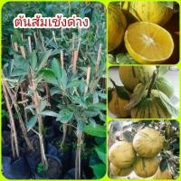 ราคา ส้มเช้งด่าง (ส้มเช้งฮ่องเต้) แบบติดตา (23640224922)