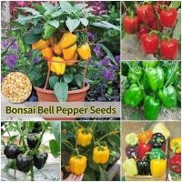 ราคา เมล็ดพันธุ์ พริกหวาน Bell Pepper Seeds บรรจุ 50 เมล็ด เมล็ดพันธุ์ผัก บอนไซ เมล็ดผัก ผักสวนครัว ปลูกผัก สวนครัว โตไว (45460441294)
