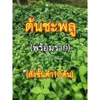 ราคา ต้นชะพลู ใบชะพลู (ขั้นต่ำ10กิ่ง) (27062323261)