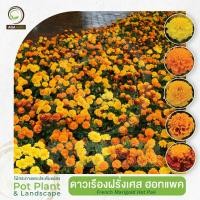 ราคา AGA AGRO I "ดาวเรืองฝรั่งเศส ฮอทแพค" ดอกเล็กดก ต้นเตี้ย สีสด-100เมล็ด-French Marigold Hot Pak (2899868373)