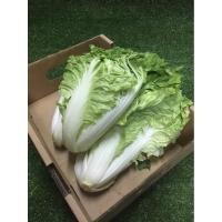 ราคา ผักกาดขาวสด ลุ้ย - ผักผลไม้สด (40128689372)