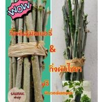 ราคา ฟรีวอเตอร์เครส 1 ถุงชำ กิ่งพันธ์ผักไชยากับกิ่งมัลเบอรี่สำหรับปักชำ อย่างละ12ท่อน พิเศษ ราคา180บาท (7727341976)