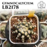 ราคา ยิมโน LB2178 Gymnocalycium ไม้เมล็ด (22904291591)