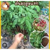 ราคา ต้นพันธุ์มะตูมซาอุหรือมะตูมแขกพร้อมปลูก (41608688966)