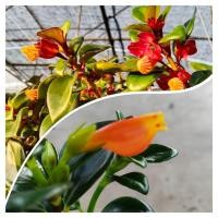 ราคา ต้นปลาทองนำโชค Goldfish Plant (46352738574)