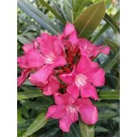 ราคา ต้นยี่โถ Sweet Oleander (44160526287)