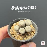 ราคา อีพิเทอแรนธา ไม้เมล็ด Epithelantha micromeris กระบองเพชร ไม้อวบน้ำ Cactus&Succulent กระบองเพชร ไม้อวบน้ำ Cactus&Succule (22442904110)