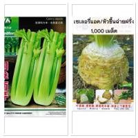 ราคา เมล็ด ขึ้นฉ่ายฝรั่ง เซเลอรี่ 4,000+ เมล็ด Celery Seeds สายพันธุ์ OP หัวขึ้นฉ่ายฝรั่ง (48256750054)