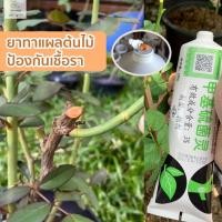 ราคา ยาทาแผลต้นไม้ ของแท้100% ป้องกันเชื้อรา มอนสเตอร่า พิโล เงินไหล บอนไซ แคคตัส ชวนชม บอนไซ ยาทาต้นไม้ 150 กรัม (14270922680)