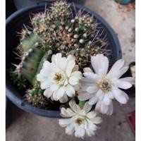 ราคา กระบองเพชร ยิมโน Cactus แคคตัส (3839775238)