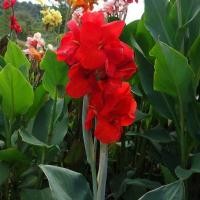 ราคา 20 เมล็ด พุทธรักษา Canna Canna lily สายพันธุ์ The President (25804419930)