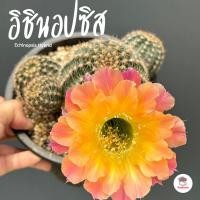 ราคา อิชินอปซิส ดอกสีแอปริคอต Echinopsis Hybrid แคคตัส กระบองเพชร cactus&succulent (29907632494)