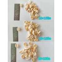 ราคา หอยเบี้ยฟอกขาวตัดก้นราคา50฿ (20905851345)